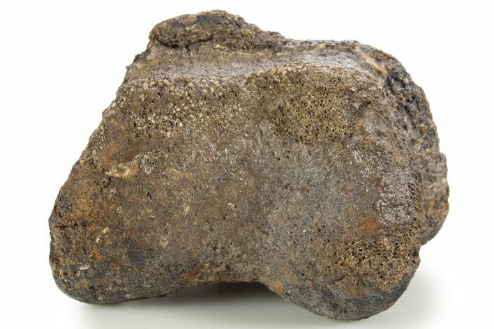 Fossil Sauropod (Apatosaurus) Phalanx Bone - Wyoming #342144